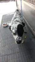 Dálmata