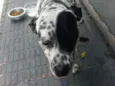 Dálmata 