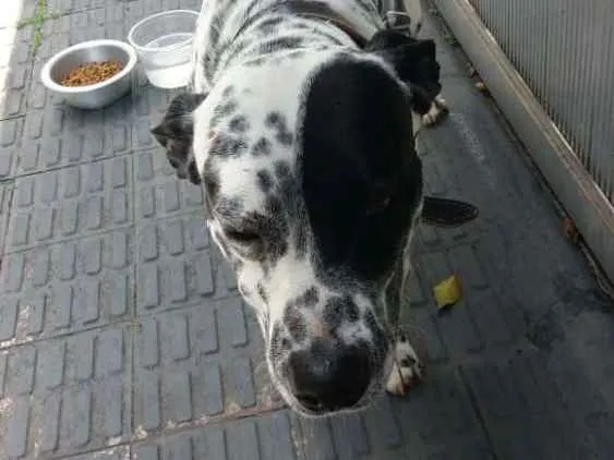 Cachorro ra a Dálmata  idade 1 ano nome Dálmata 