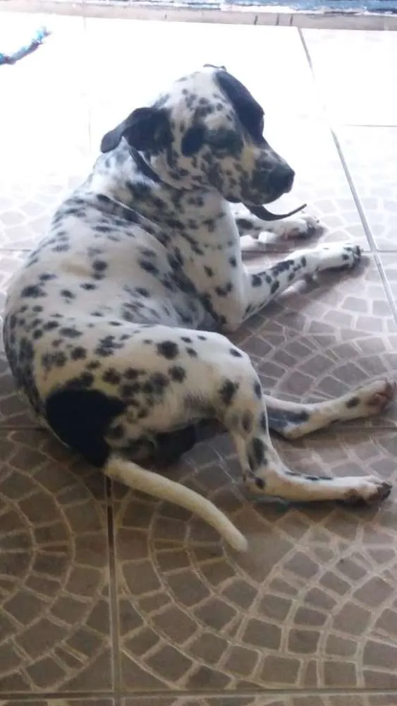 Cachorro ra a Dálmata  idade 1 ano nome Dálmata 
