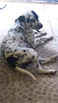 Dálmata
