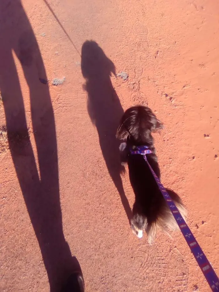 Cachorro ra a  idade 1 ano nome Lucke