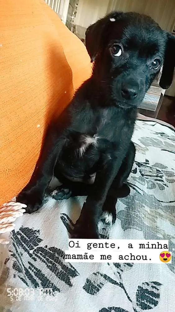 Cachorro ra a Não sei a raça idade 2 a 6 meses nome Não tem nome 