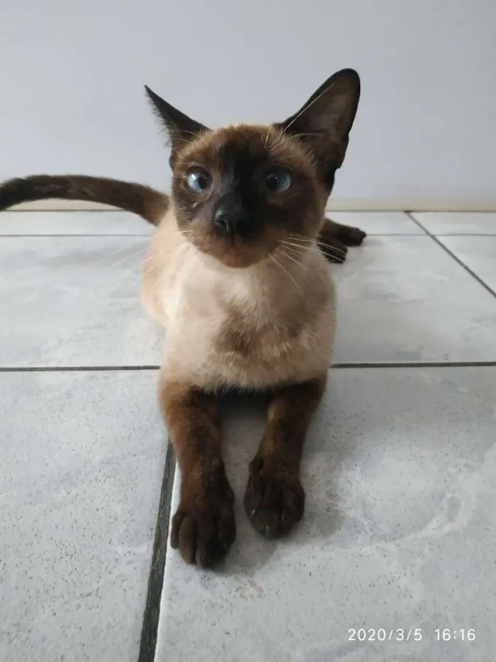 Gato ra a Siamesa idade 1 ano nome Fiona