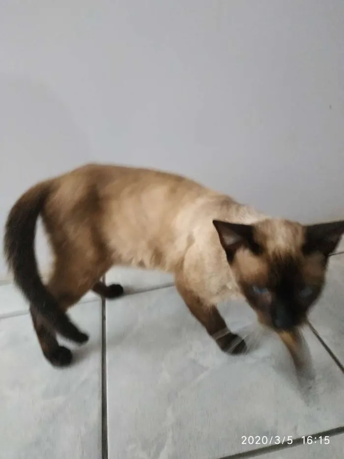 Gato ra a Siamesa idade 1 ano nome Fiona