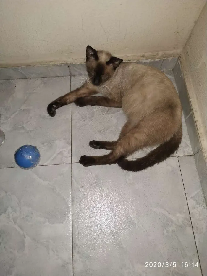 Gato ra a Siamesa idade 1 ano nome Fiona