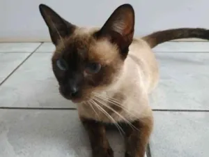 Gato raça Siamesa idade 1 ano nome Fiona