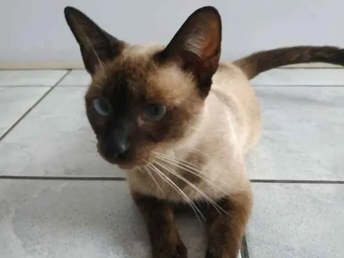Gato ra a Siamesa idade 1 ano nome Fiona