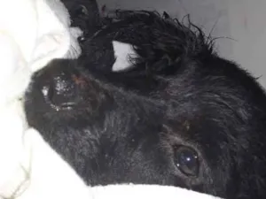 Cachorro raça Não definida idade 2 a 6 meses nome Billy