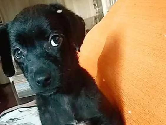 Cachorro ra a Não sei a raça idade 2 a 6 meses nome Não tem nome 