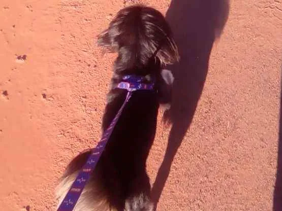 Cachorro ra a  idade 1 ano nome Lucke