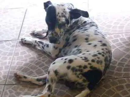 Cachorro ra a Dálmata  idade 1 ano nome Dálmata 