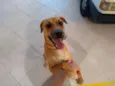 jack