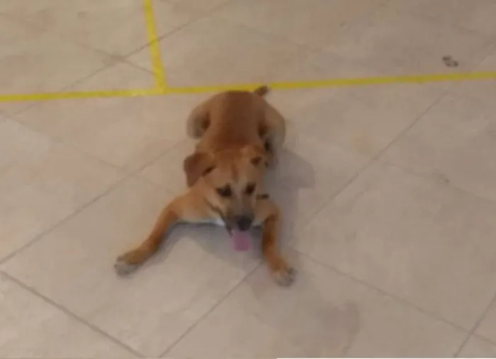 Cachorro ra a viralata idade 1 ano nome jack
