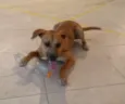 jack
