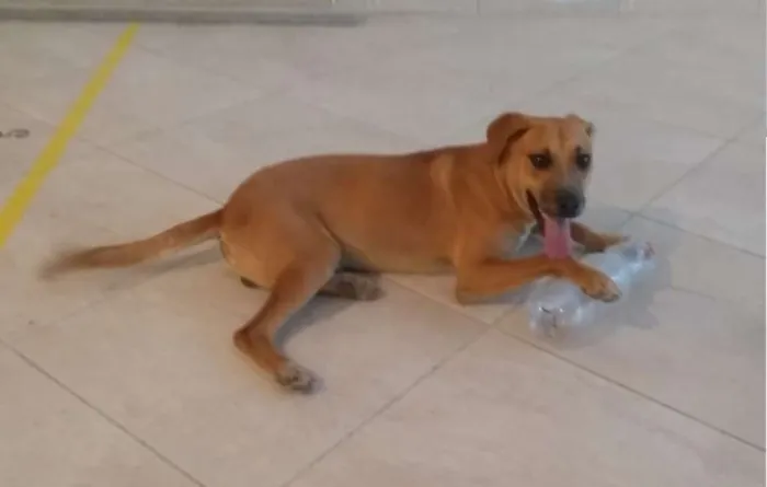 Cachorro ra a viralata idade 1 ano nome jack