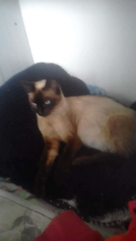 Gato ra a SIAMÊS  idade 3 anos nome N sei