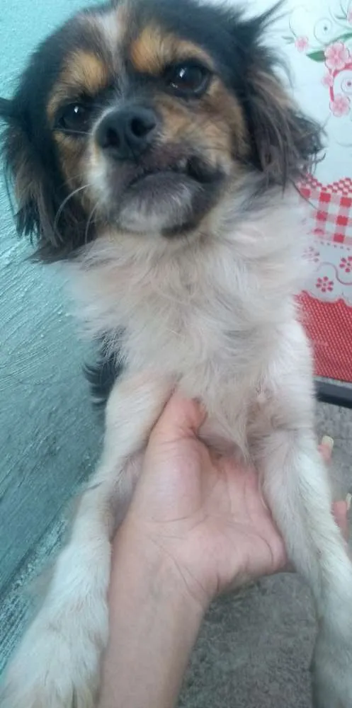 Cachorro ra a Vira-Lata  idade 2 anos nome Lindinha