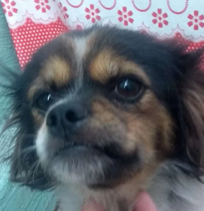 Cachorro ra a Vira-Lata  idade 2 anos nome Lindinha