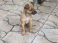 Mel