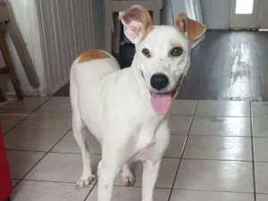 Cachorro raça SRD idade 2 anos nome Branca de Neve