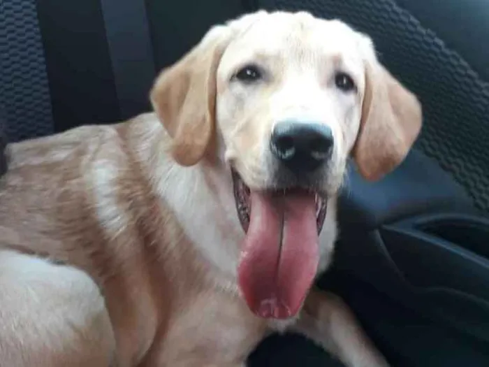 Cachorro ra a Labrador  idade 1 ano nome Thor
