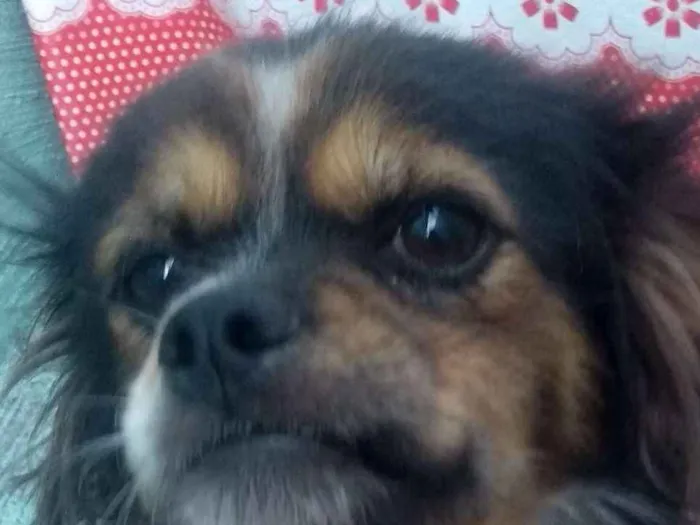 Cachorro ra a Vira-Lata  idade 2 anos nome Lindinha