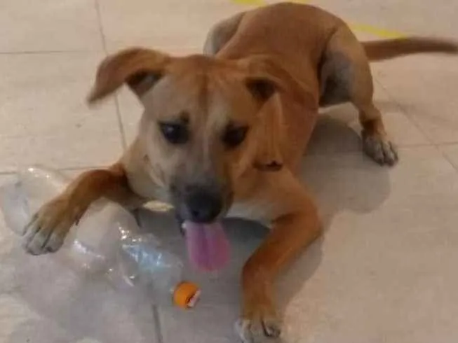 Cachorro ra a viralata idade 1 ano nome jack