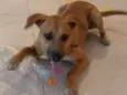 jack