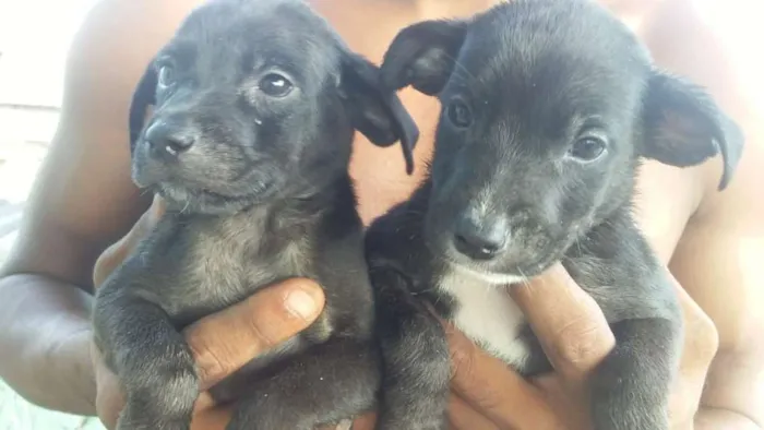 Cachorro ra a Vira lata idade 2 a 6 meses nome Elvis