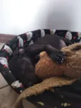 Elvis