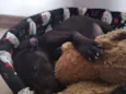 Elvis