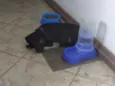 Elvis