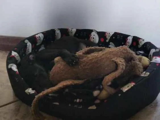 Cachorro ra a Vira lata idade 2 a 6 meses nome Elvis