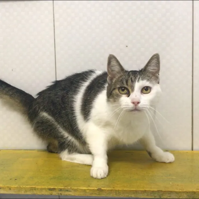 Gato ra a SRD idade 2 anos nome Rafaela