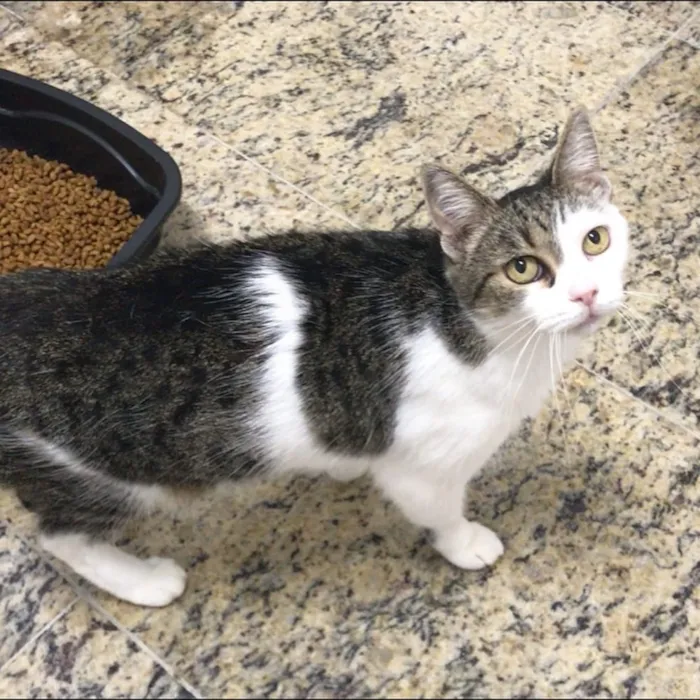 Gato ra a SRD idade 2 anos nome Rafaela