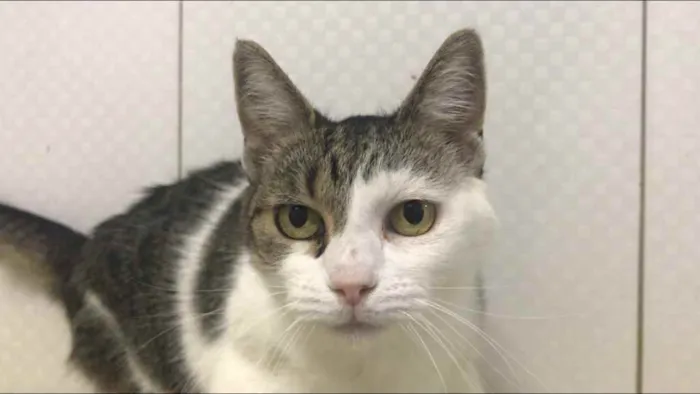 Gato ra a SRD idade 2 anos nome Rafaela