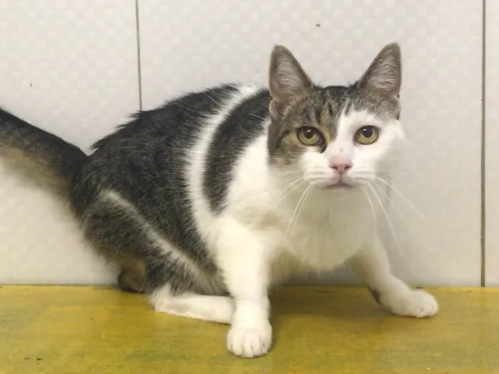 Gato ra a SRD idade 2 anos nome Rafaela