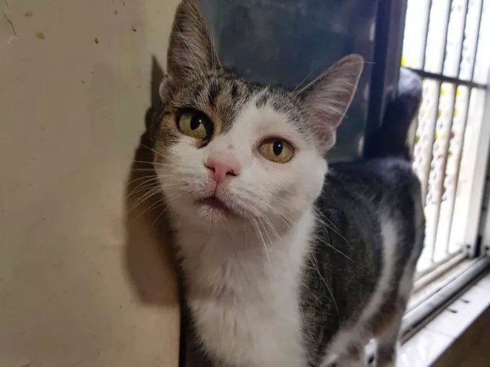 Gato ra a SRD idade 2 anos nome Rafaela