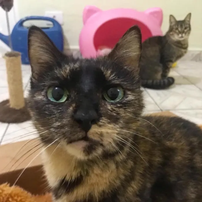 Gato ra a SRD idade 3 anos nome Margot