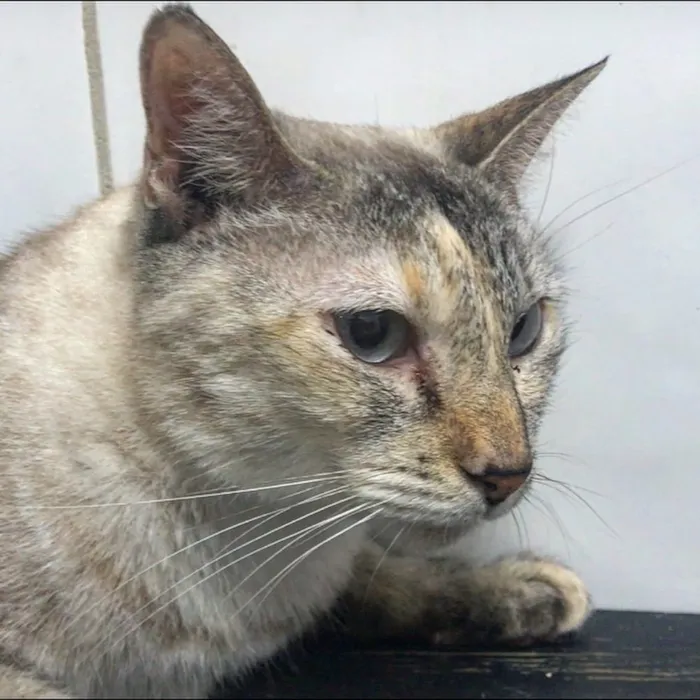 Gato ra a SRD idade 2 anos nome Valentina 