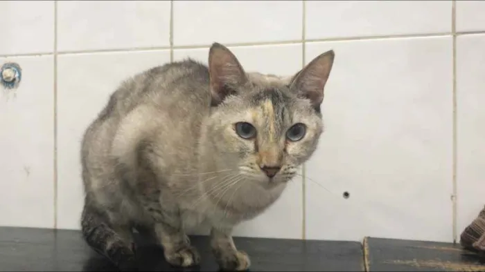Gato ra a SRD idade 2 anos nome Valentina 