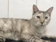 Valentina
