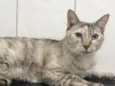 Valentina