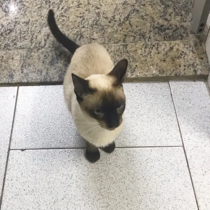 Gato ra a SRD idade 2 anos nome Giuliano
