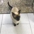 Giuliano