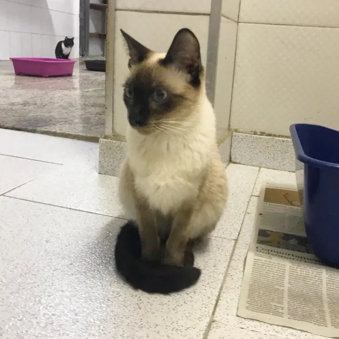 Gato ra a SRD idade 2 anos nome Giuliano