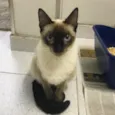 Giuliano