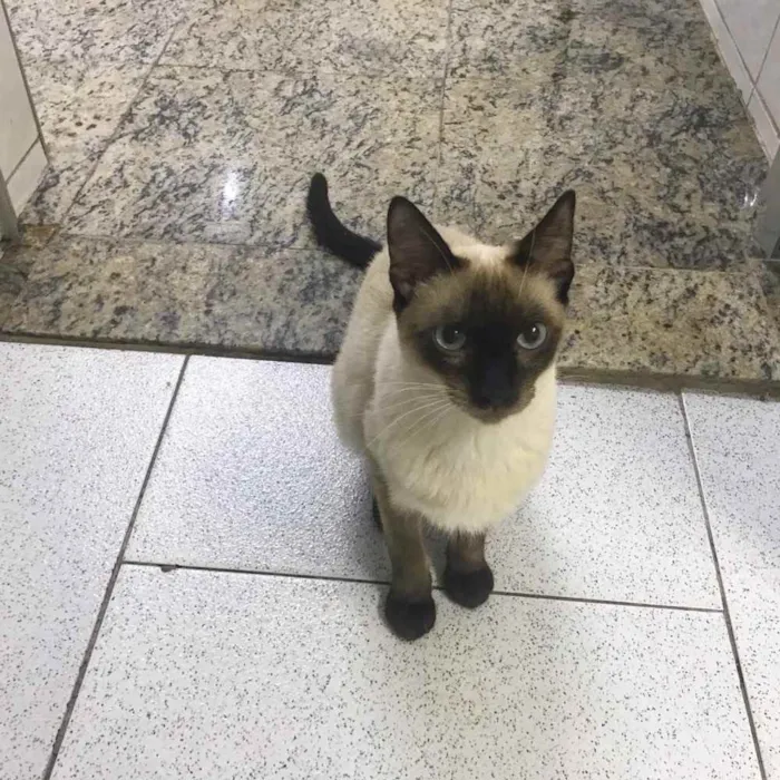 Gato ra a SRD idade 2 anos nome Giuliano