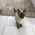 Giuliano